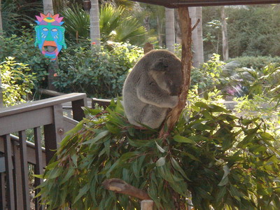 Koala